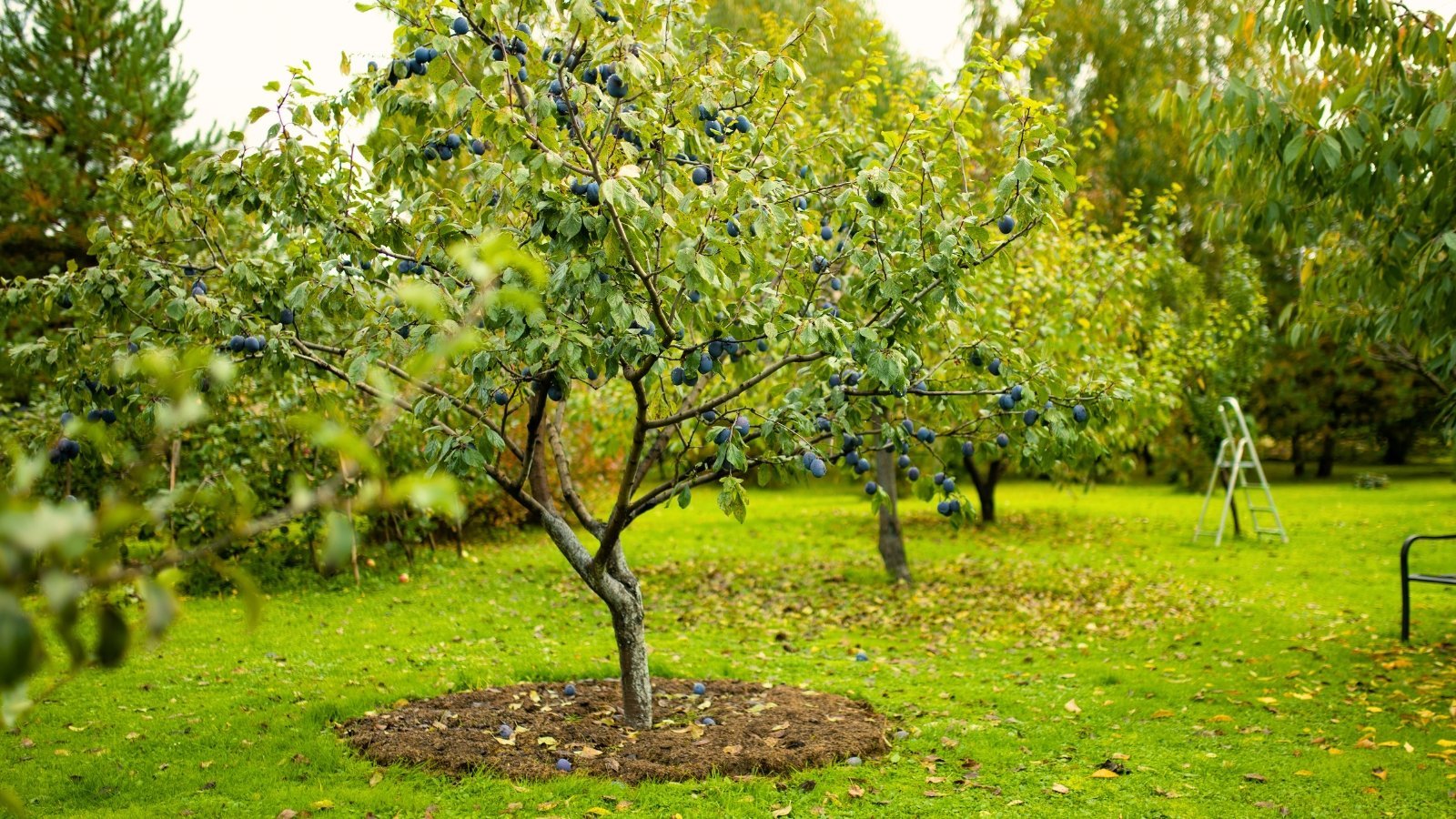 4 Ways You Can Care for Trees: A Comprehensive Guide to Nurturing Nature