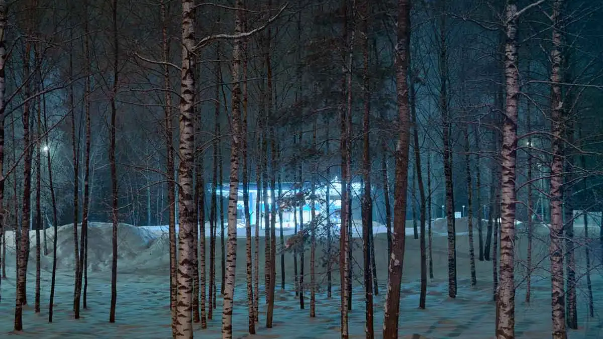 Do Trees Go to Sleep at Night? Exploring the Fascinating World of Plant Rhythms